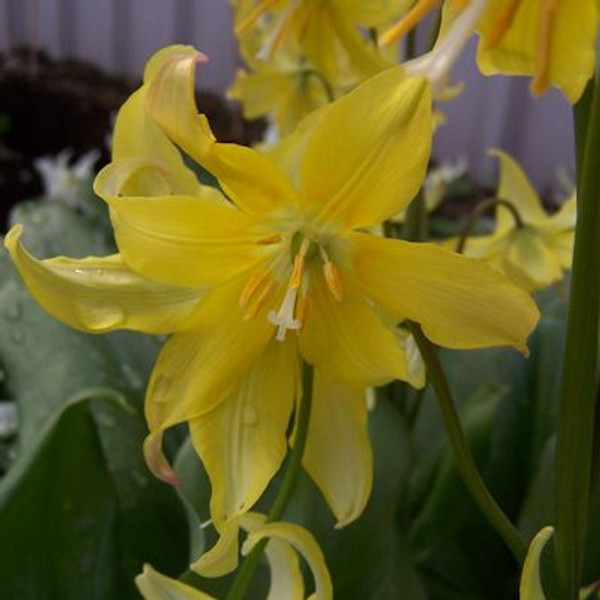 Erythronium 'Jeannine'