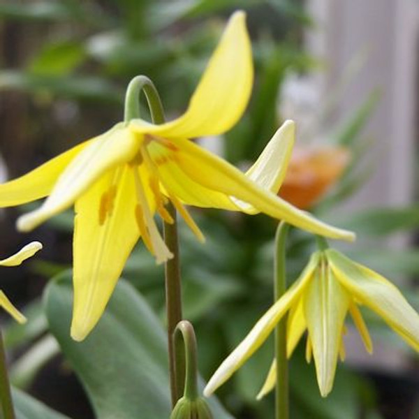 Erythronium 'Sundisc'