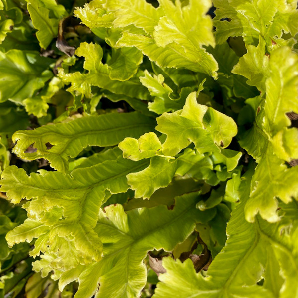 Asplenium scolopendrium Cristatum Group