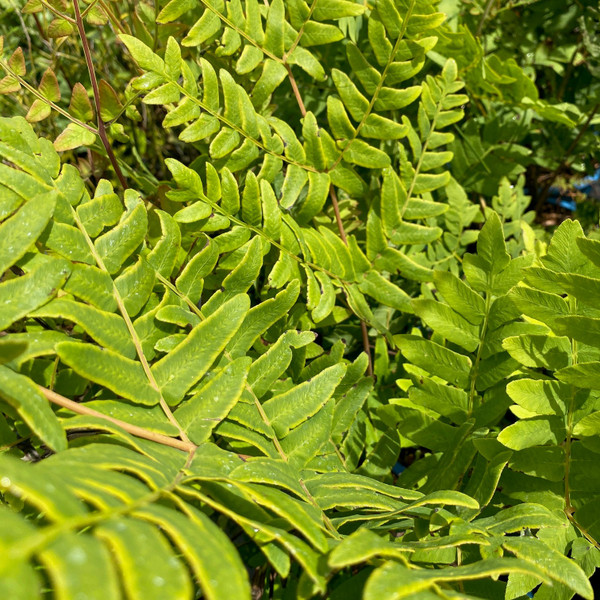 Osmunda regalis