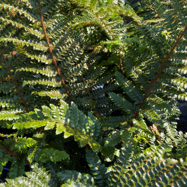 Polystichum polyblepharum