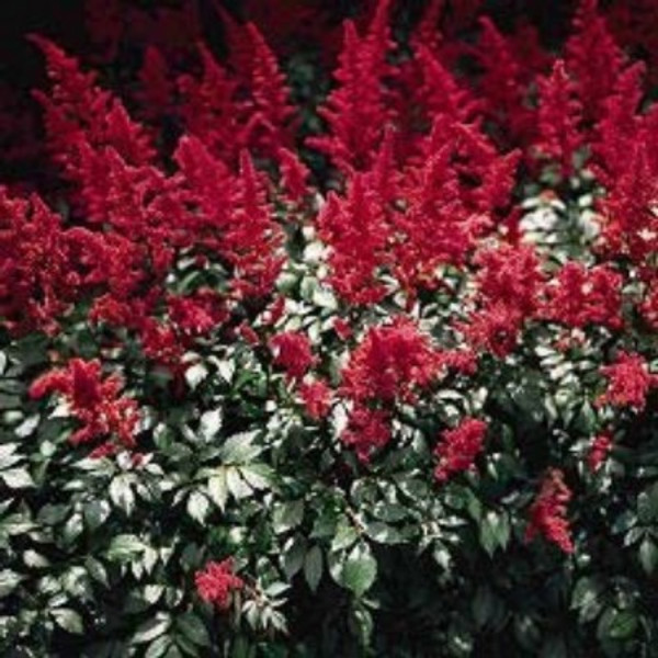 Astilbe x arendsii 'Fanal'