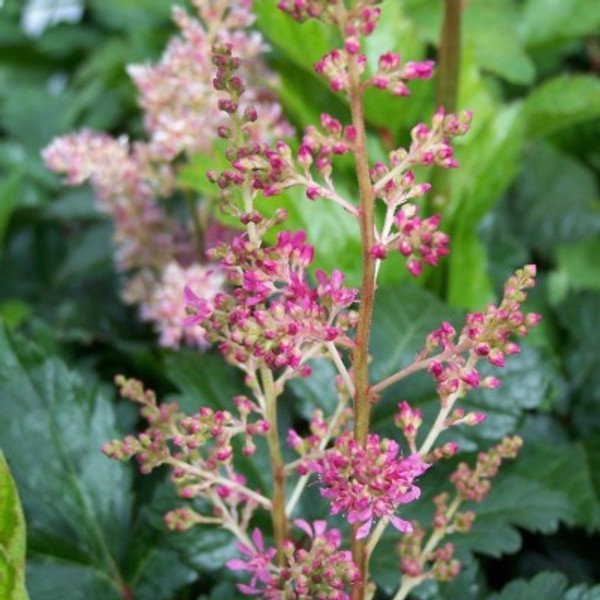 Astilbe rosea 'Peach Blossom'