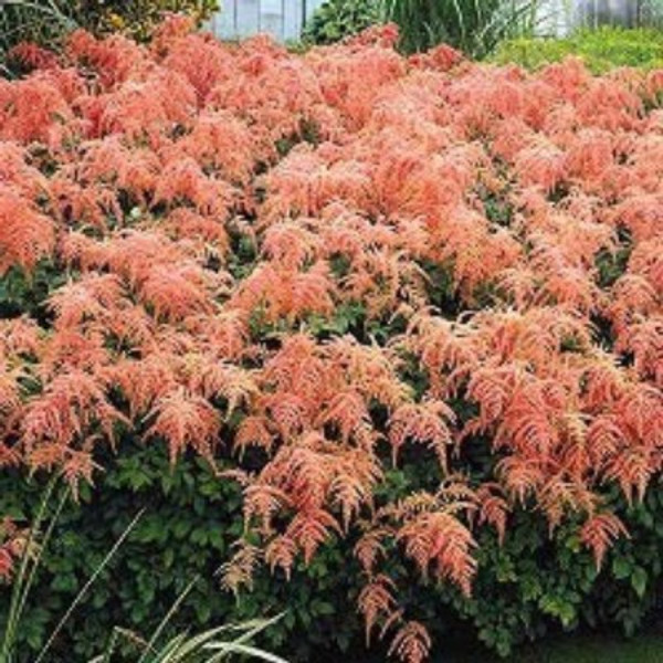 Astilbe 'Straussenfeder'