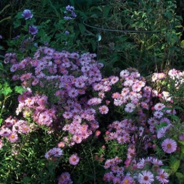 Aster novae-angliae 'Harrington's Pink'