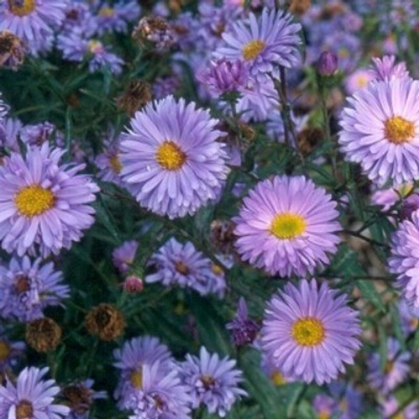 Aster novi-belgii 'Ada Ballard'