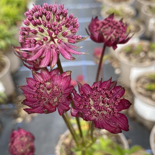 Astrantia major 'Gill Richardson Group'