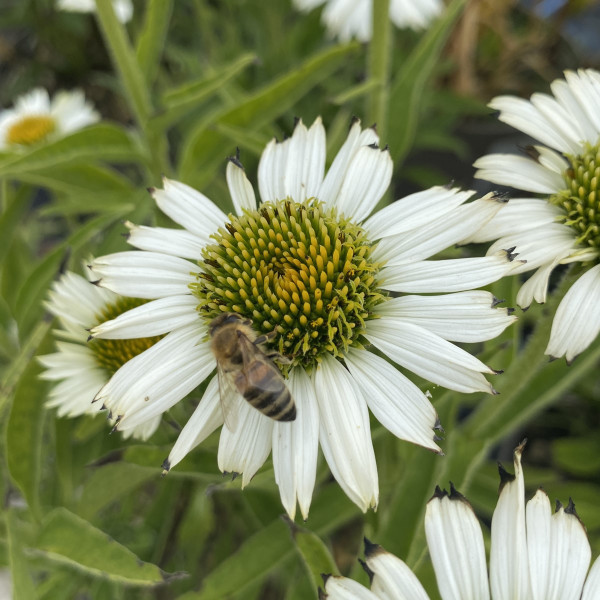 Echinacea 'White Meditiation'