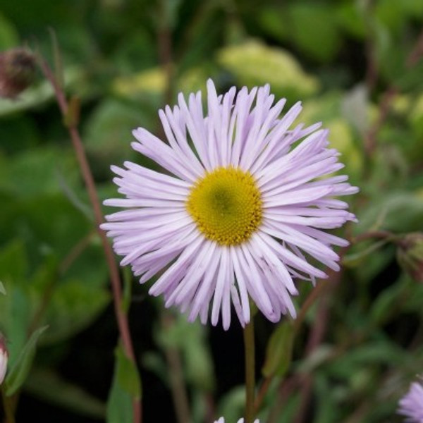 Erigeron 'Quakeress'