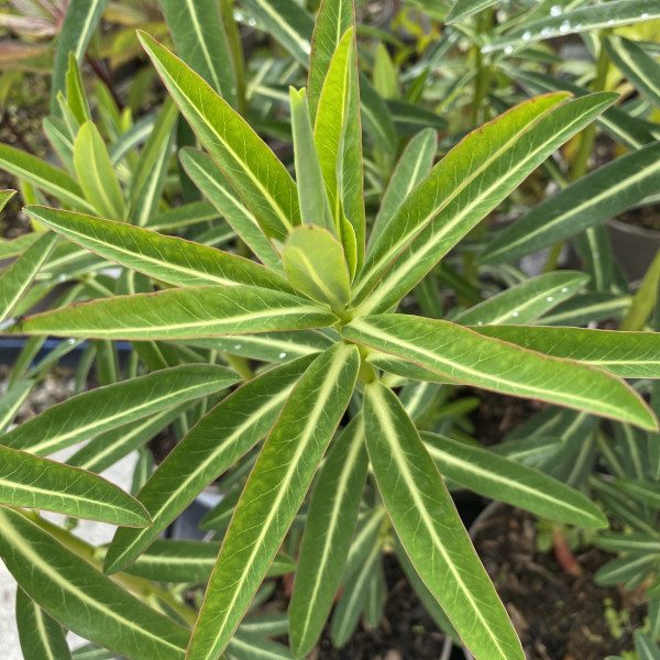 Euphorbia schillingii