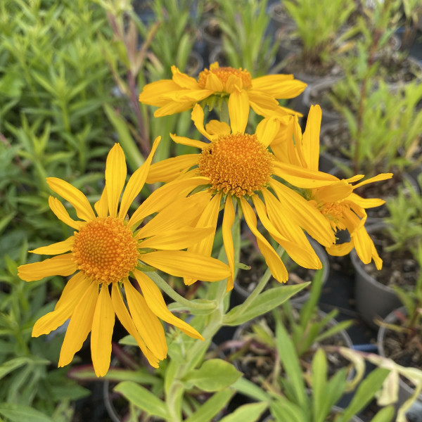 Helenium hoopsii