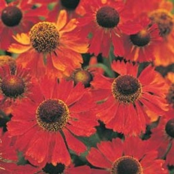 Helenium 'Moerheim Beauty'