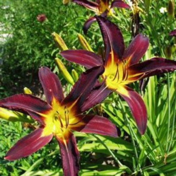 Hemerocallis 'Black Magic'