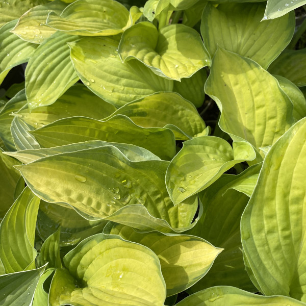 Hosta 'Gold Standard'