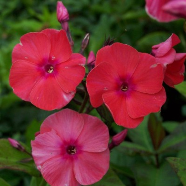 Phlox paniculata 'Brigadier'