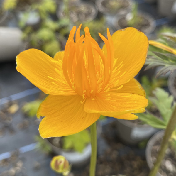 Trollius chinensis 'Golden Queen'