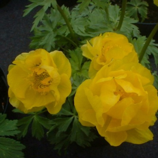 Trollius cultorum 'Feuertroll'