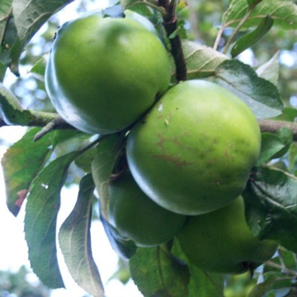 Apple - Balsam