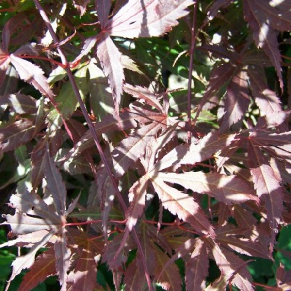 Acer palmatum atropurpureum