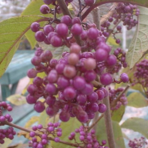 Callicarpa 'Profusion'