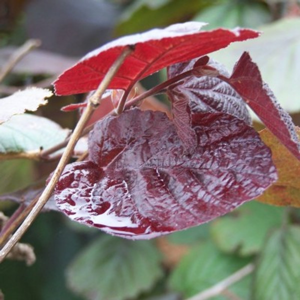 Corylus maxima 'Purpurea'