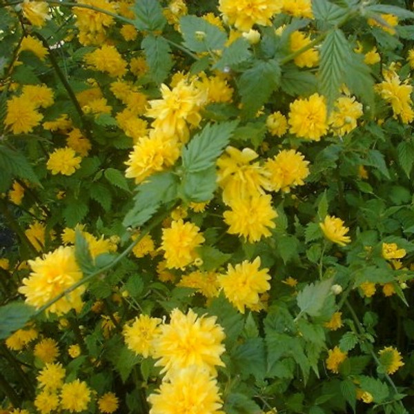 Kerria japonica 'Pleniflora'