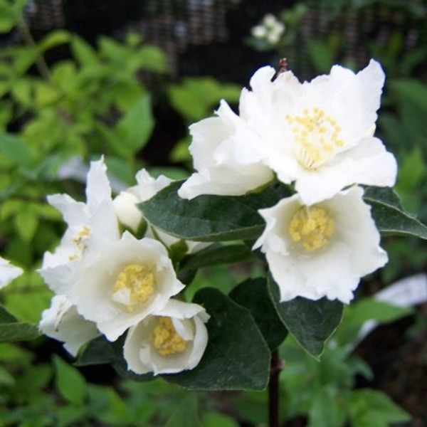 Philadelphus 'Dame Blanche'