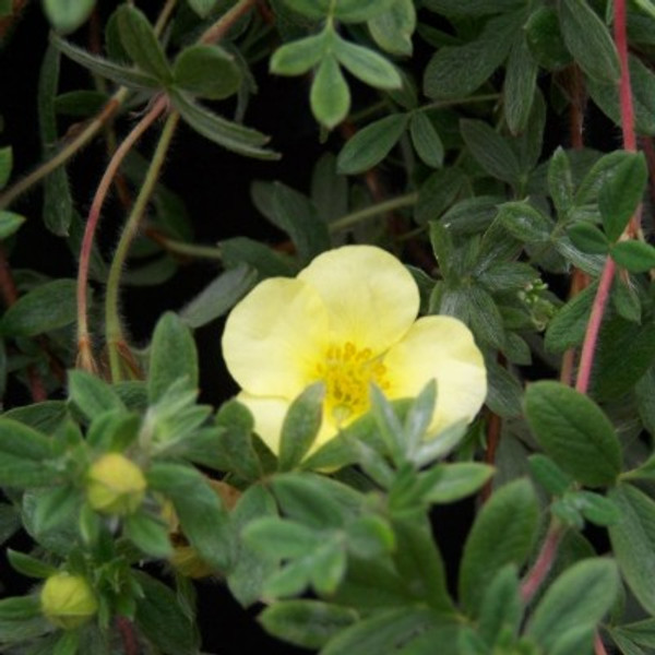 Potentilla fruticosa 'Primrose Beauty'