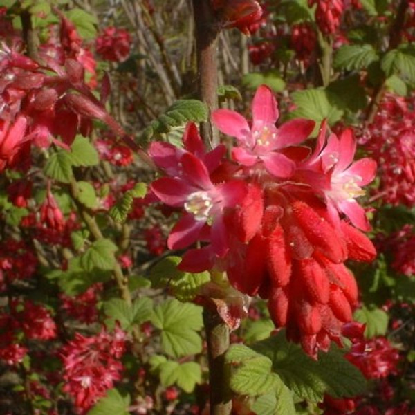 Ribes sanguineum 'King Edward VII'