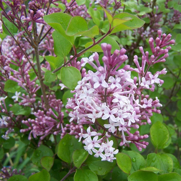 Syringa meyeri 'Palabin'