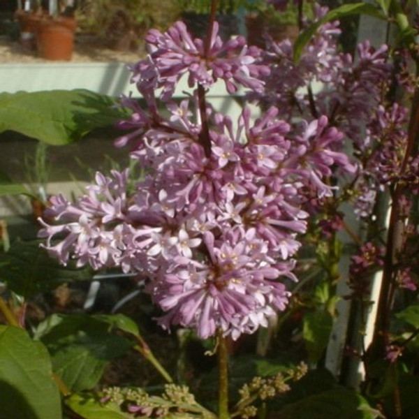 Syringa 'Minuet'