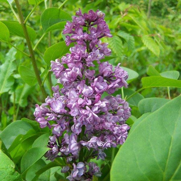 Syringa vulgaris 'Charles Joly'