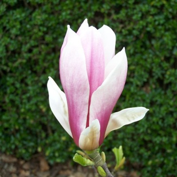 Magnolia x soulangeana