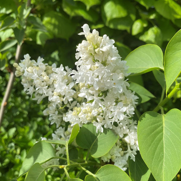 Syringa vulgaris 'Madame Lemoine'