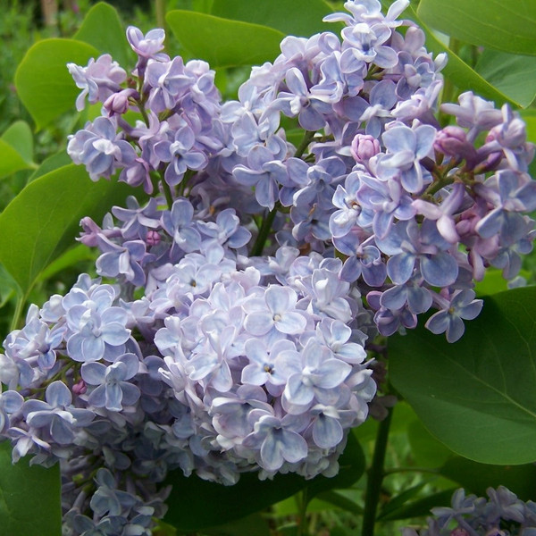 Syringa vulgaris 'President Grevy'