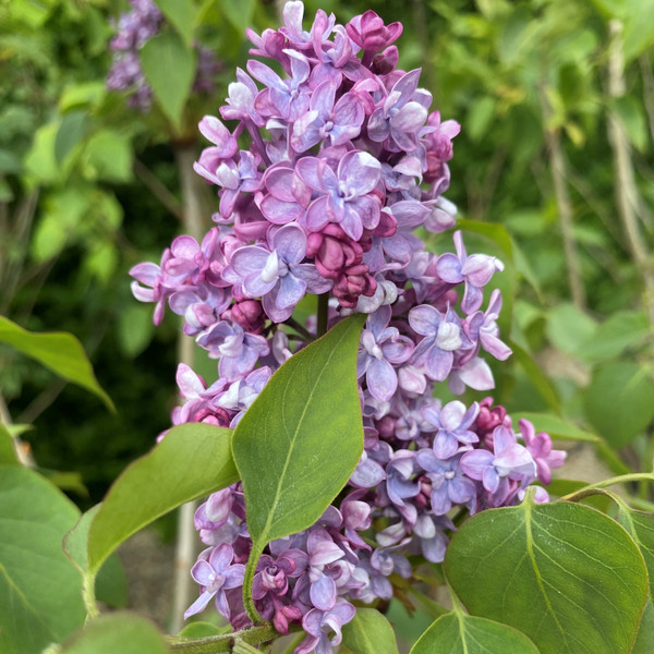 Syringa vulgaris 'William Robinson'