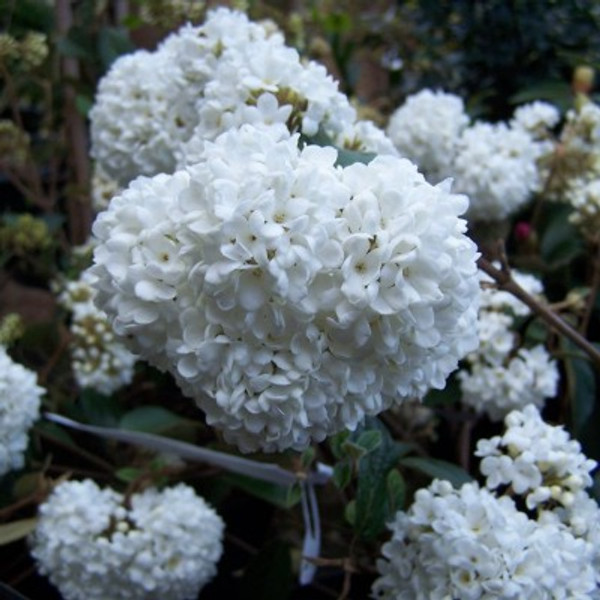 Viburnum 'Eskimo'