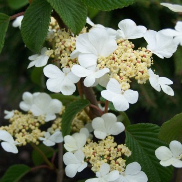 Viburnum plicatum