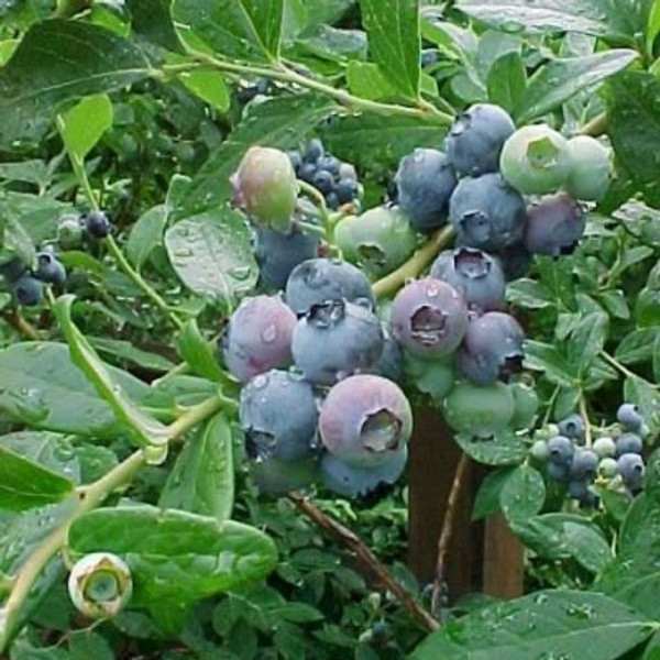 Blueberry - Jersey