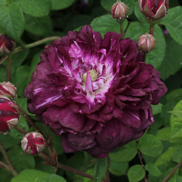 Rosa 'Cardinal de Richelieu'