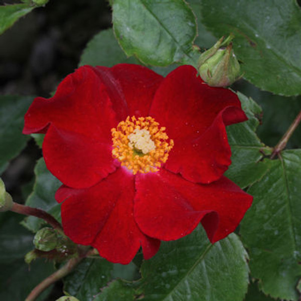 Rosa 'Flower Carpet - Red Velvet'