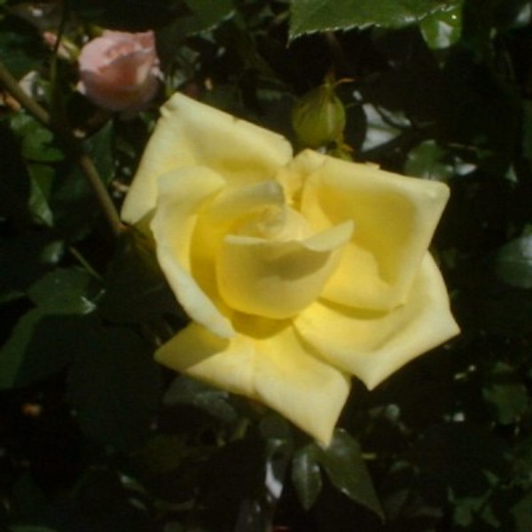 Rosa 'Goldilocks'