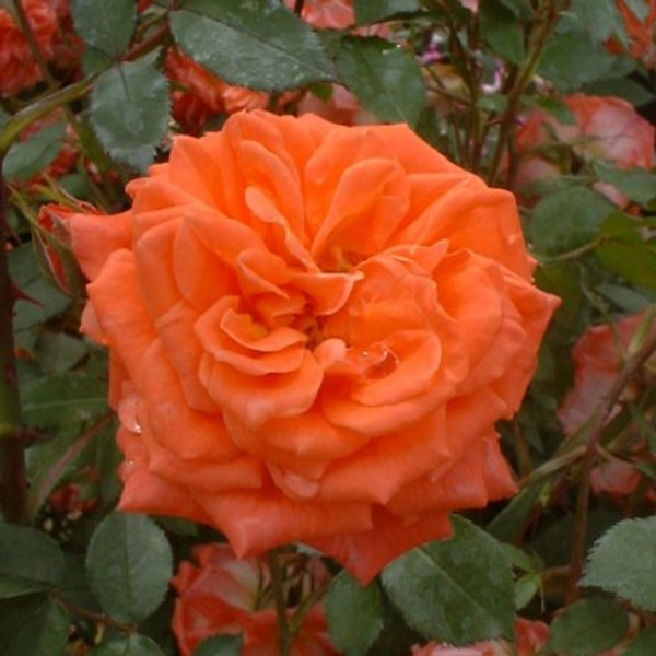 Rosa 'Hannah Hauxwell'