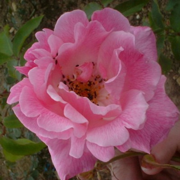 Rosa 'Pink Parfait'