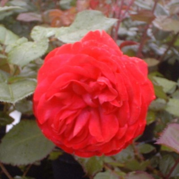 Rosa 'Rosemary Rose'