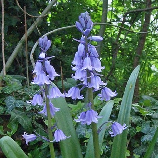 Hyacinthoides hispanica Blue