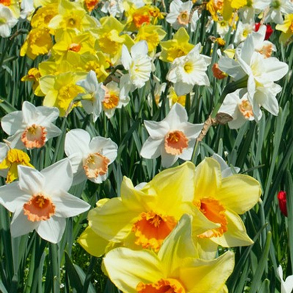 Narcissus Mixed Large Cupped Varieties