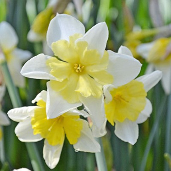 Narcissus 'Prom Dance'