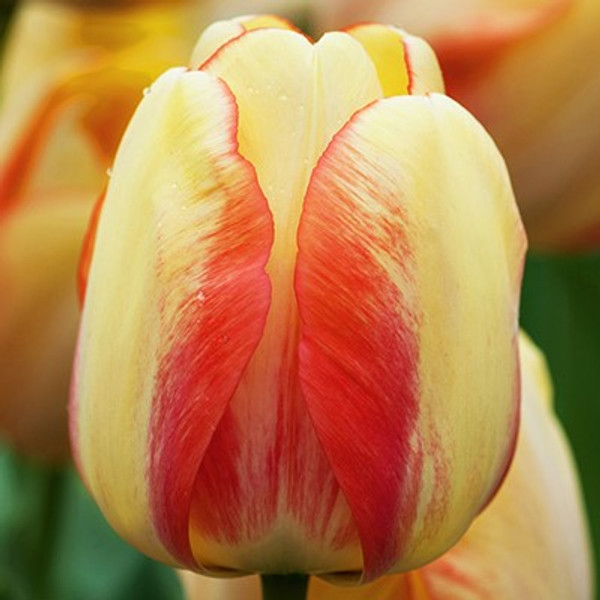 Tulipa 'Beauty of Spring'