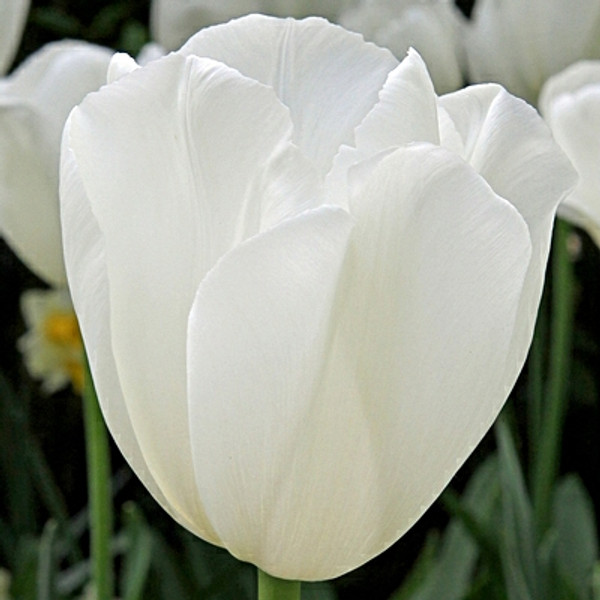 Tulipa 'Clearwater'